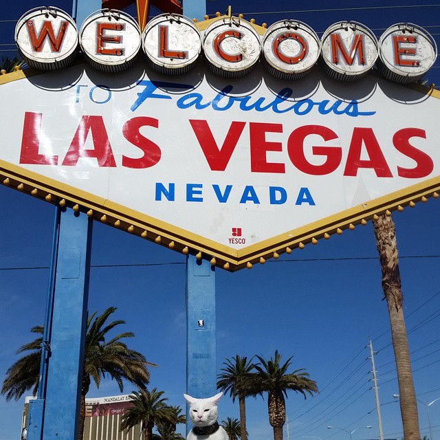 StovePipe the Traveling Cat in Las Vegas