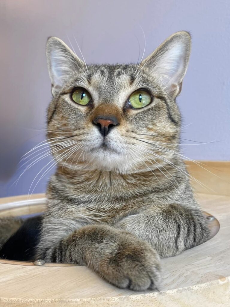 Lazy Cat Lounge