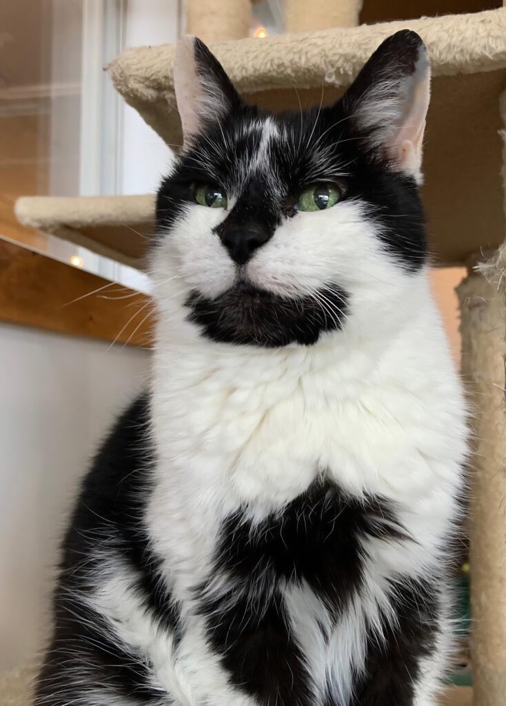 Nine Lives Cat Cafe