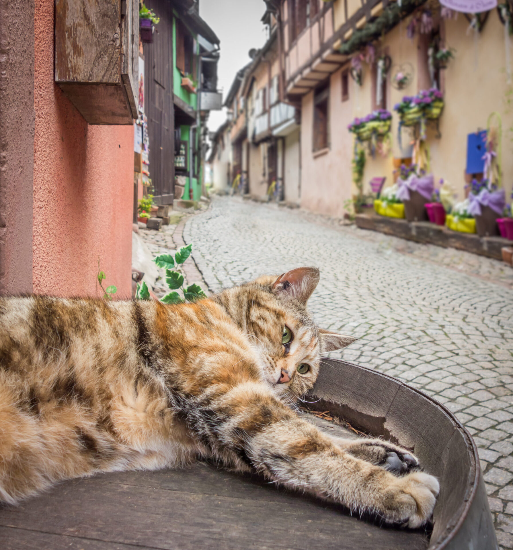 Riquewihr Alsace