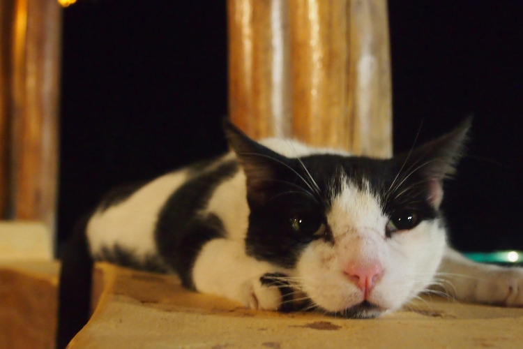 Sheraton hotel cat
