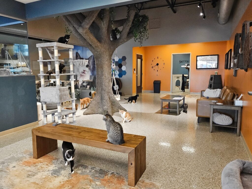 Smitten Kitten Cat Cafe