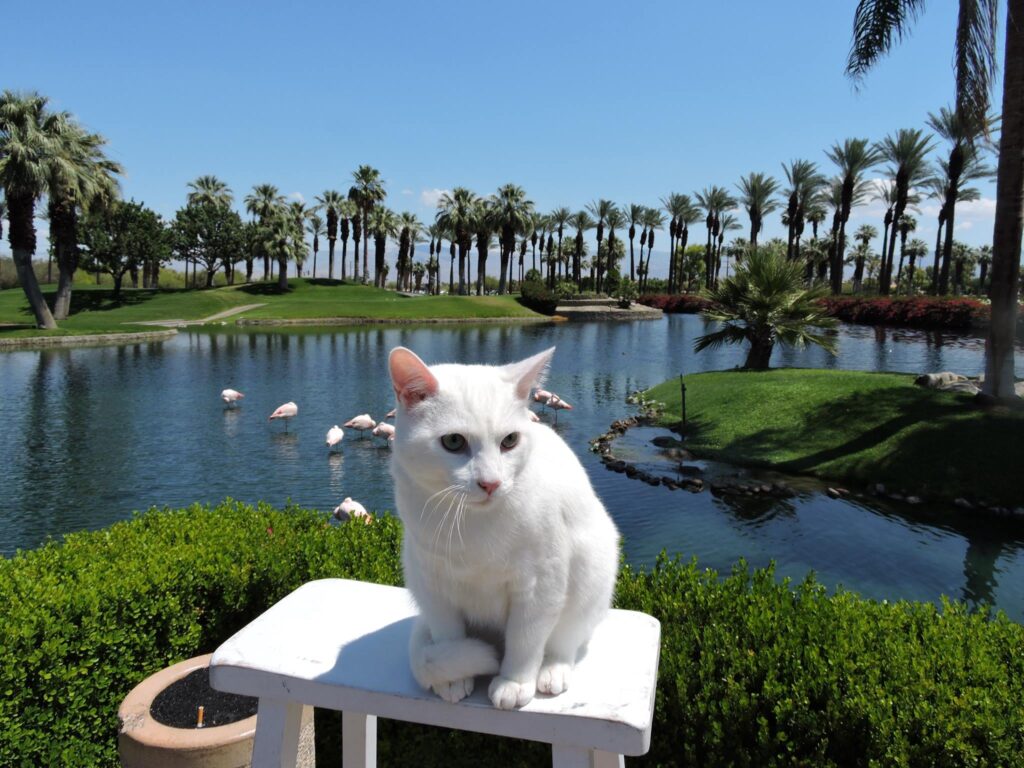 StovePipe the Traveling Cat