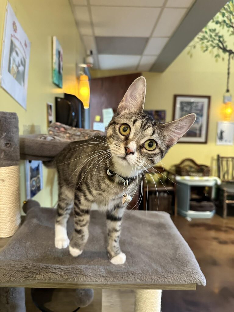 The Region Cat Cafe