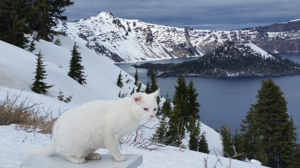 traveling cat