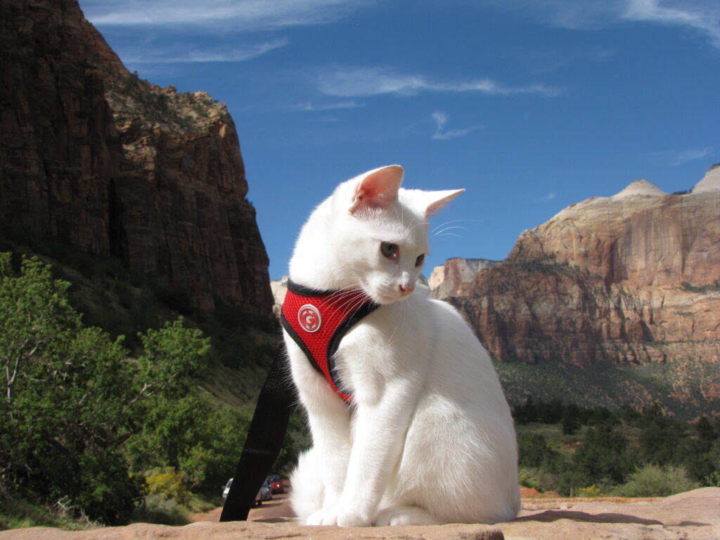 StovePipe the Traveling Cat at Zion National Park in Utah