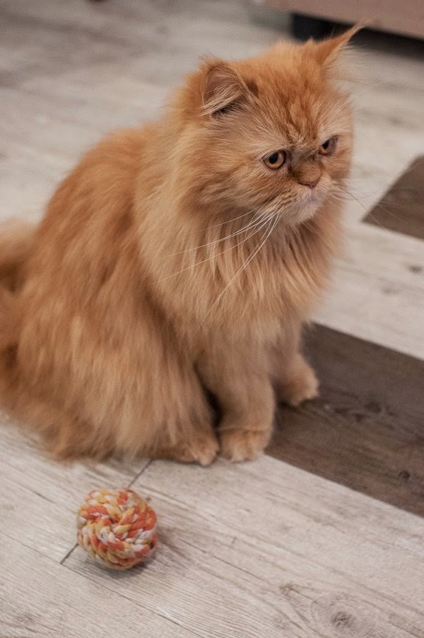 café with cats in seoul