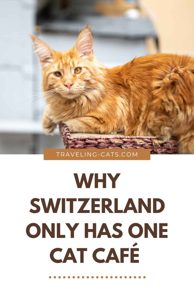 Casa del Gato in Zürich