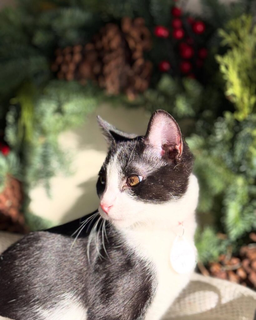 cat cafe Grover Beach