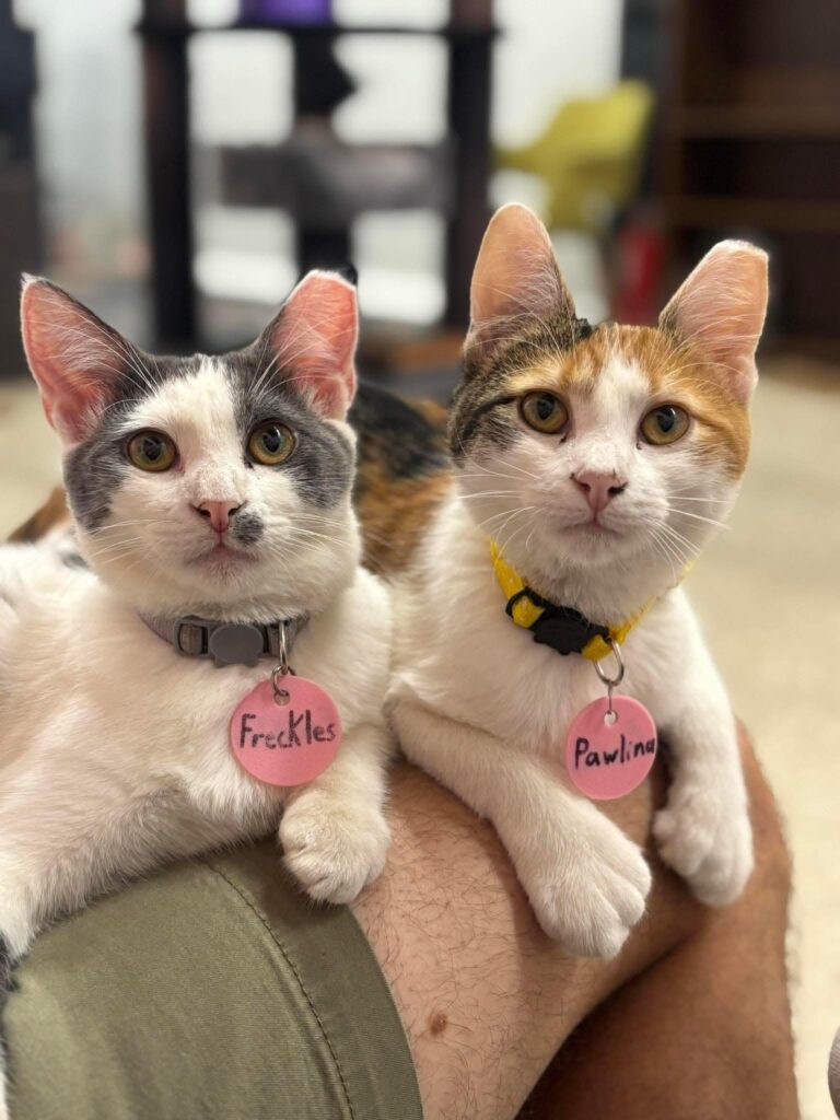 cat cafe in Guthrie