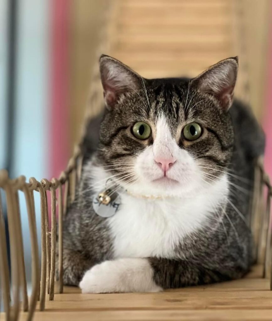 cat cafe Oklahoma