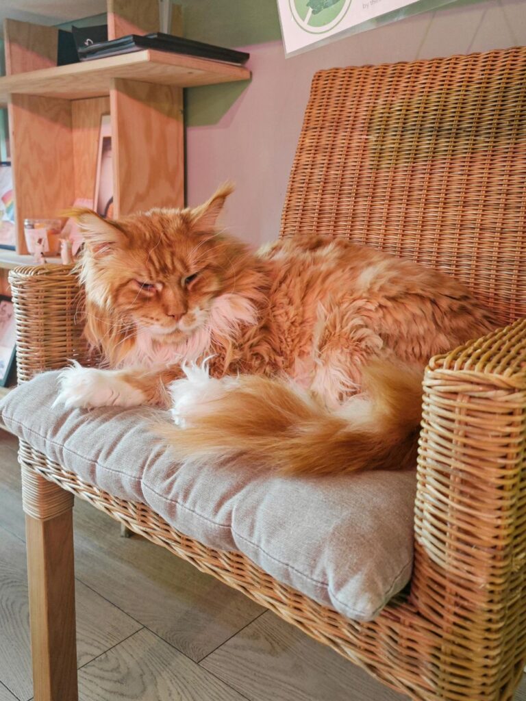 cat café Zürich
