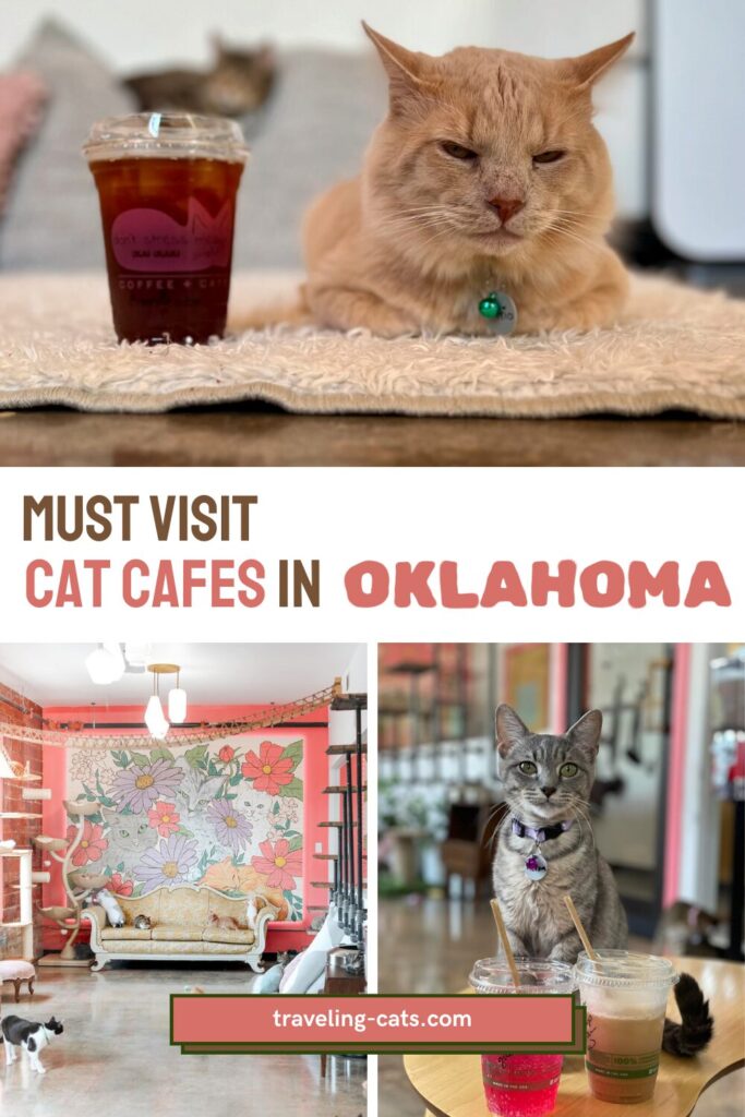 cat cafes in Oklahoma