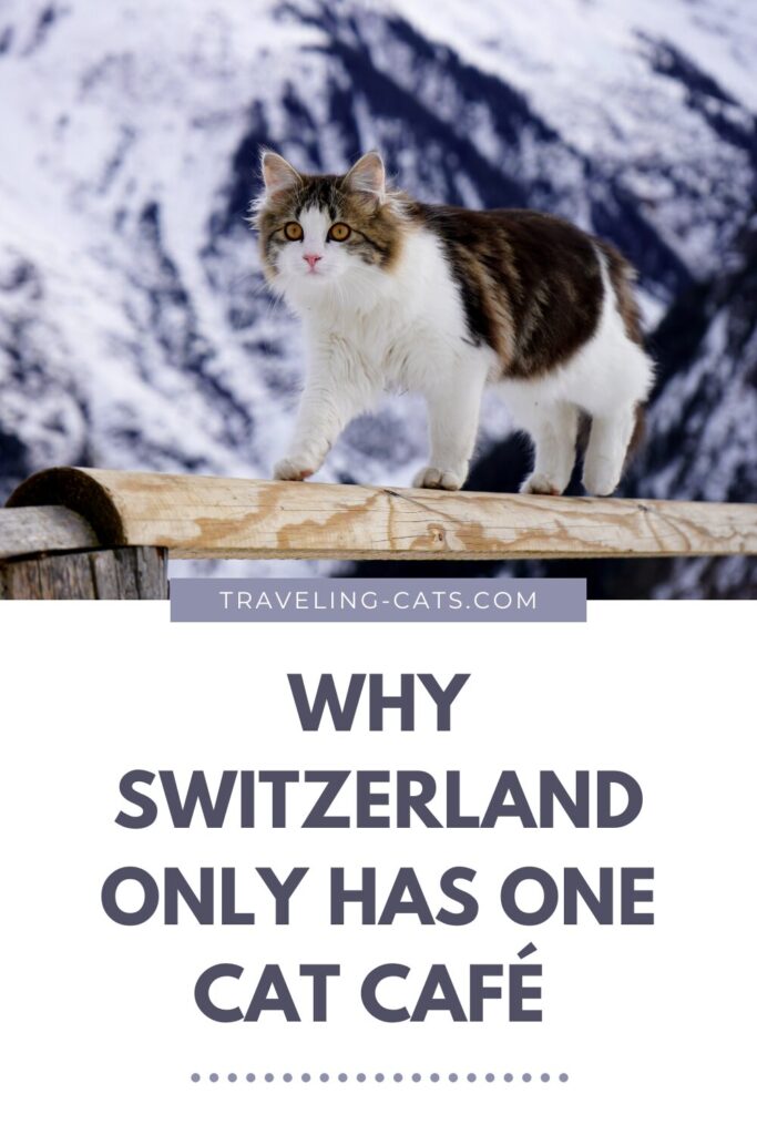 cat cafés in Switzerland
