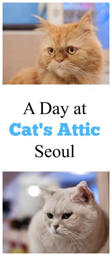 Cats Attic Seoul