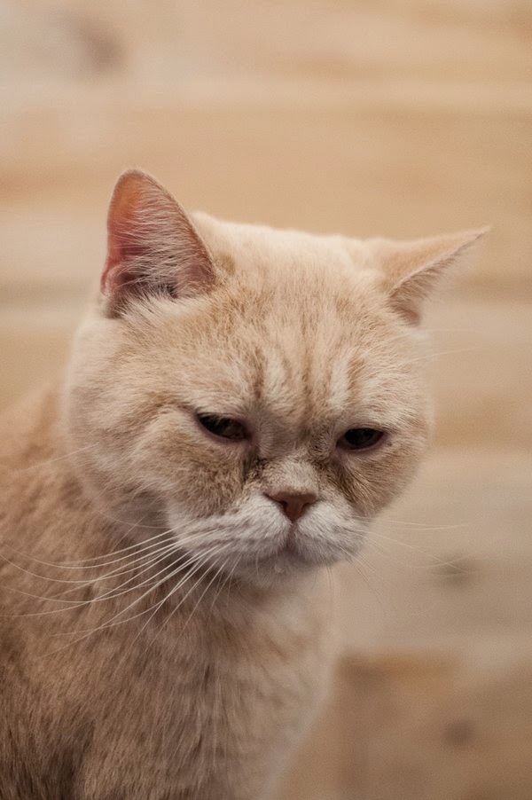 cats in a cafe in seoul south korea