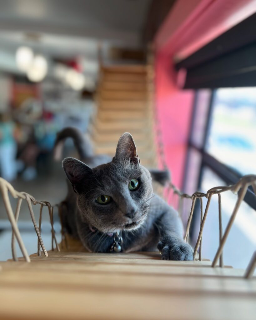 Don't Stress Meowt in Oklahoma City