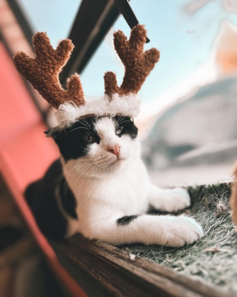 Don't Stress Meowt in Oklahoma City at Christmas