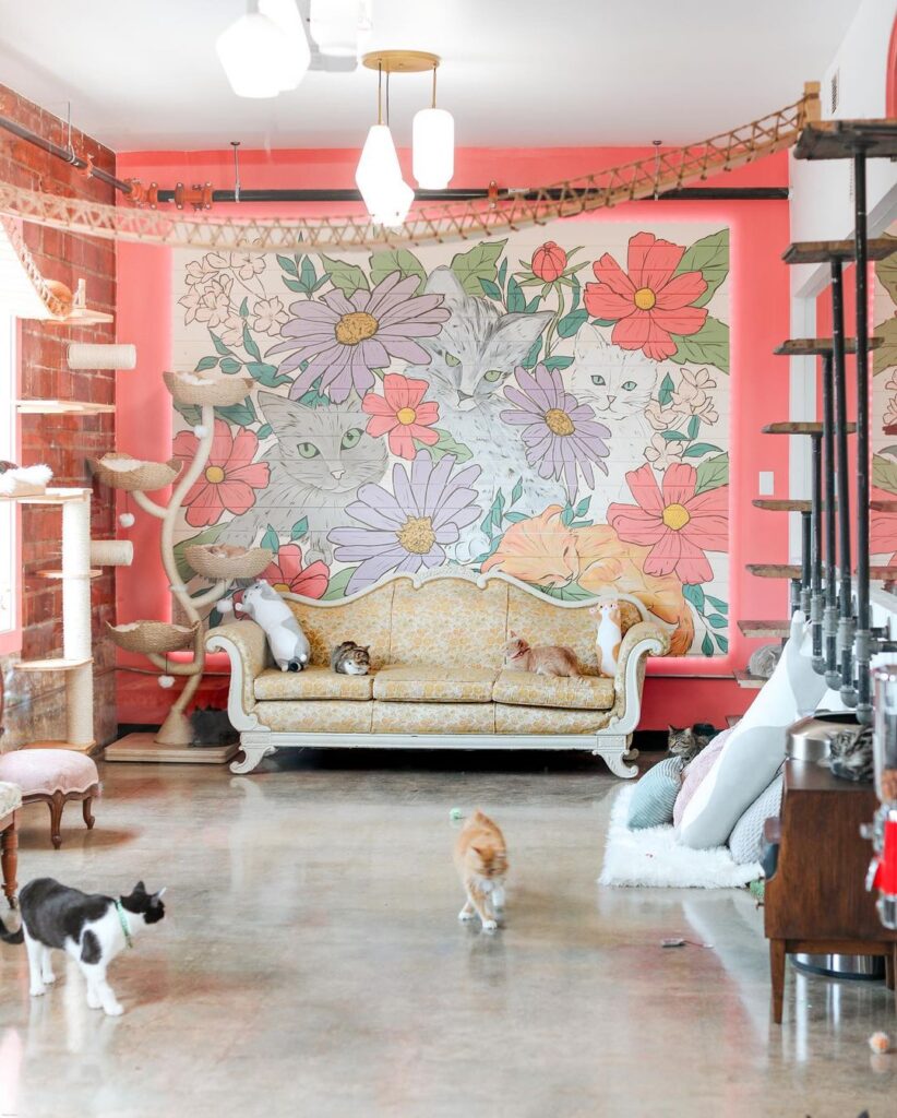 Don't Stress Meowt cat cafe in Oklahoma City