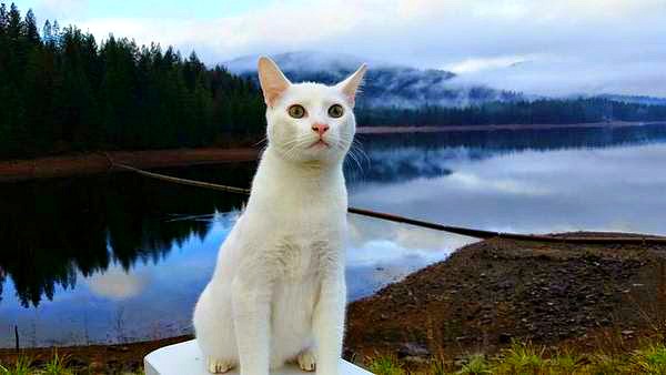 lake-siskiyou-mount-shasta
