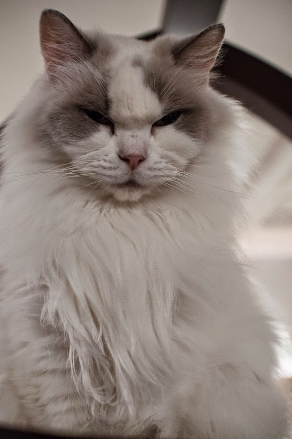majestic cat