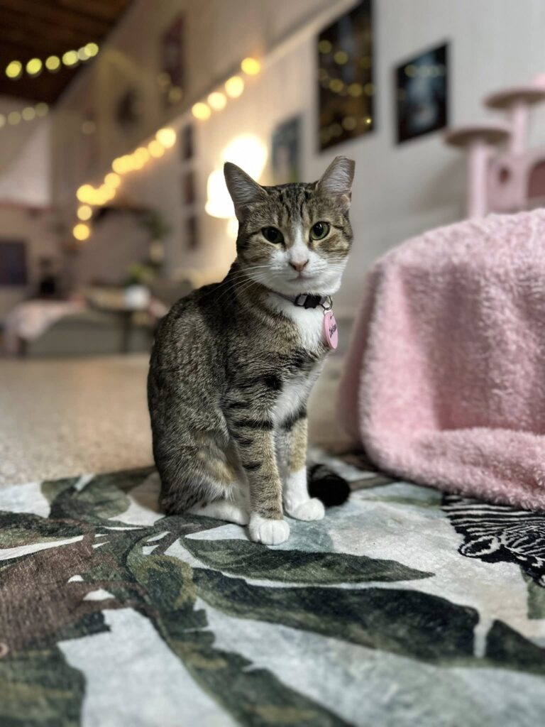 Meow and Mocha Cat Cafe
