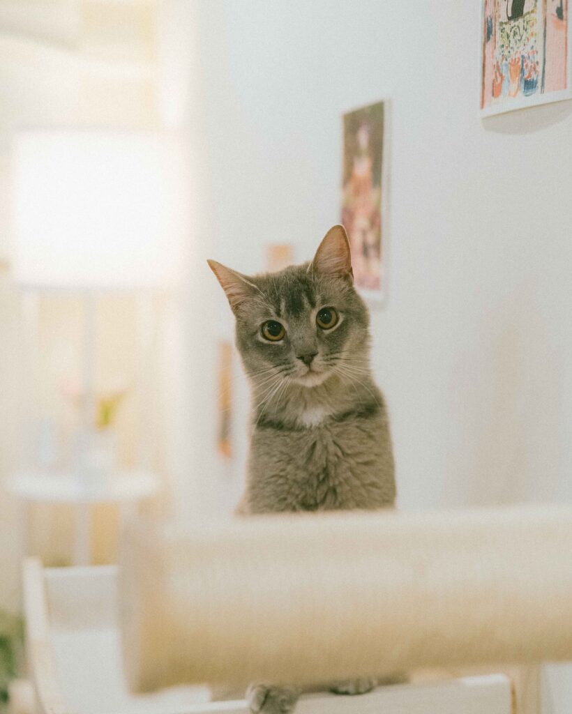 Nabi Cat Cafe in Santa Clara