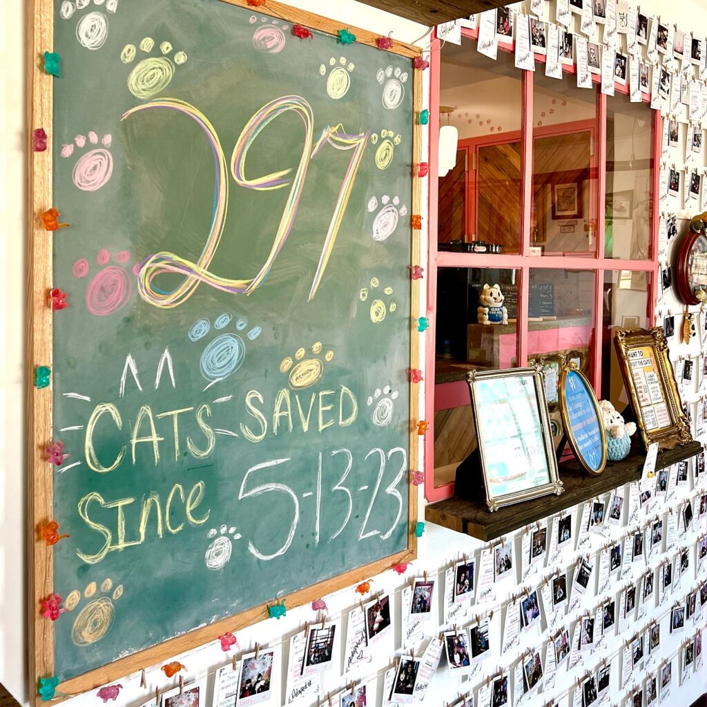 Oklahoma cat cafe
