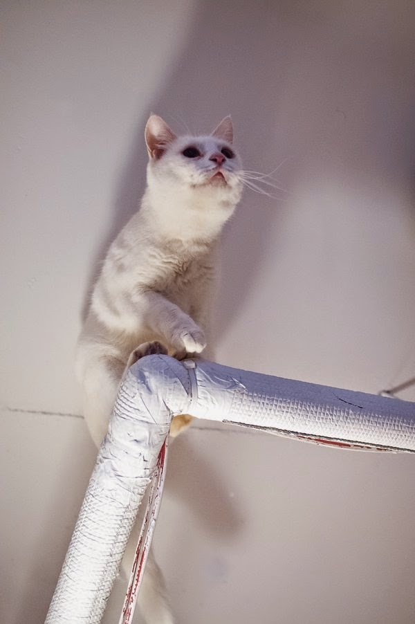 white cat against white background