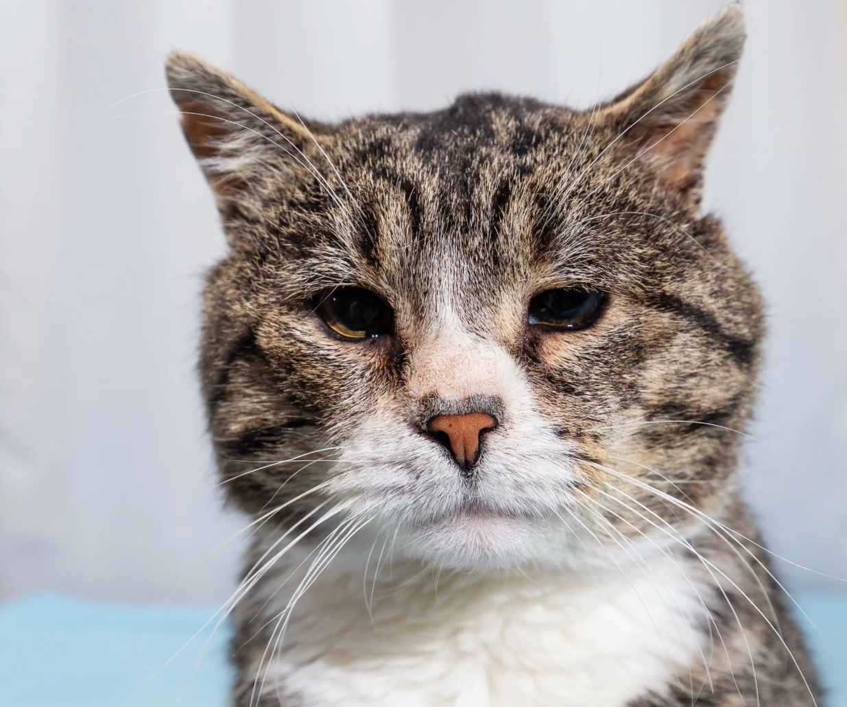 cat cafes in Nebraska