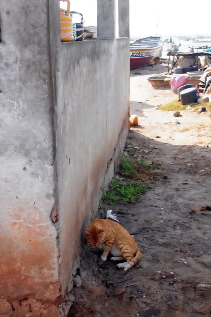 Tanji Fish Market