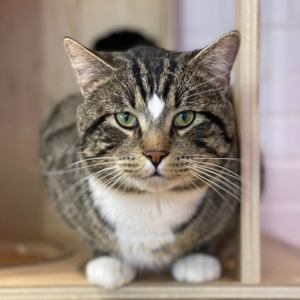 Felius Cat Cafe & Rescue in Omaha