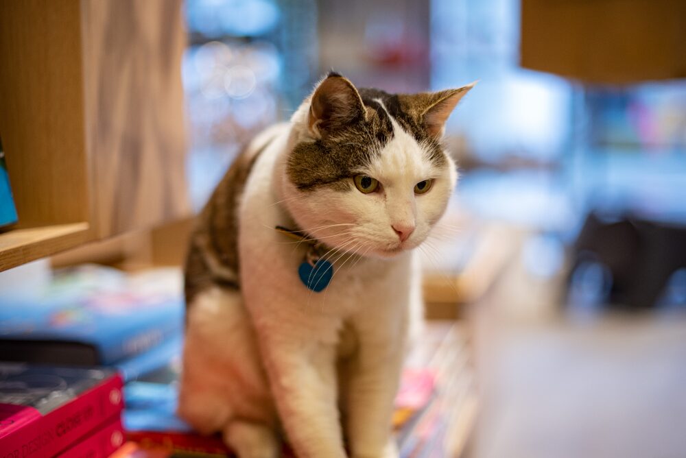 cat in a bookstore in Iceland