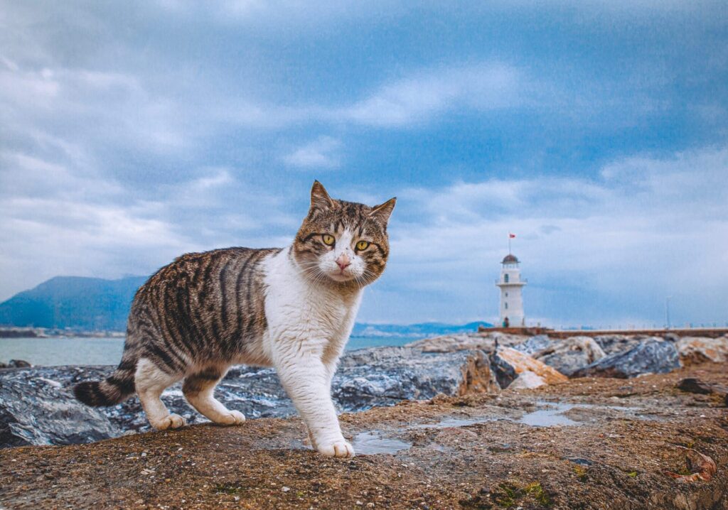 Icelandic cat names