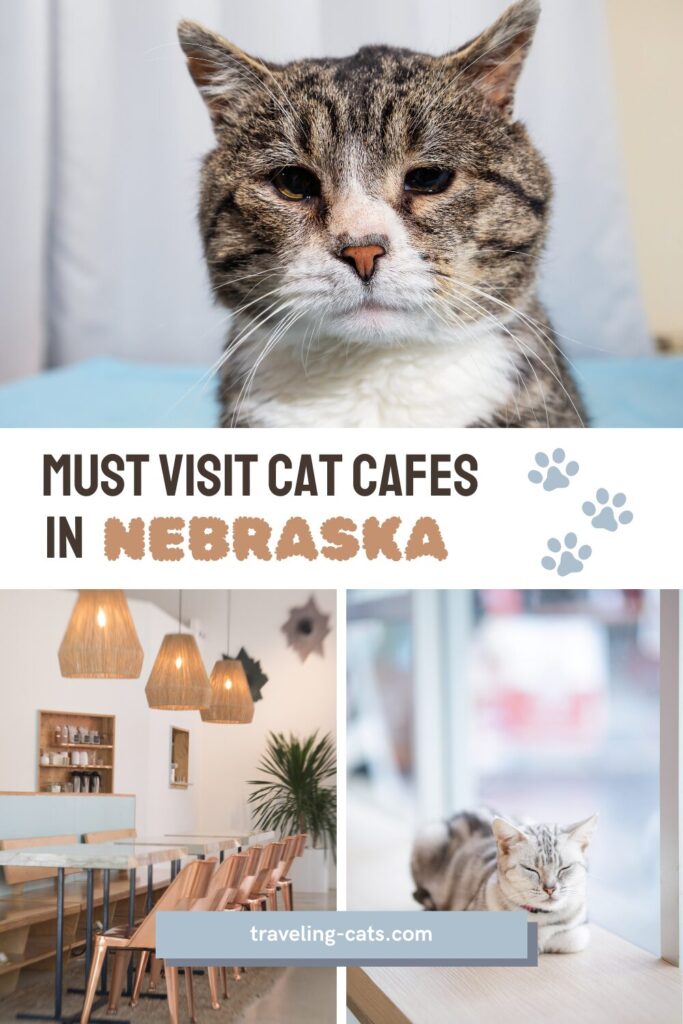 cat cafes in Nebraska