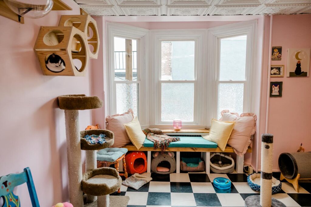 LanCATster Cat Cafe in Lincoln