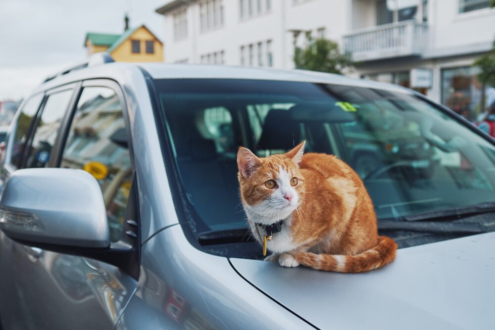 a ginger cat sitting on the hood of a car in Reykjavik
