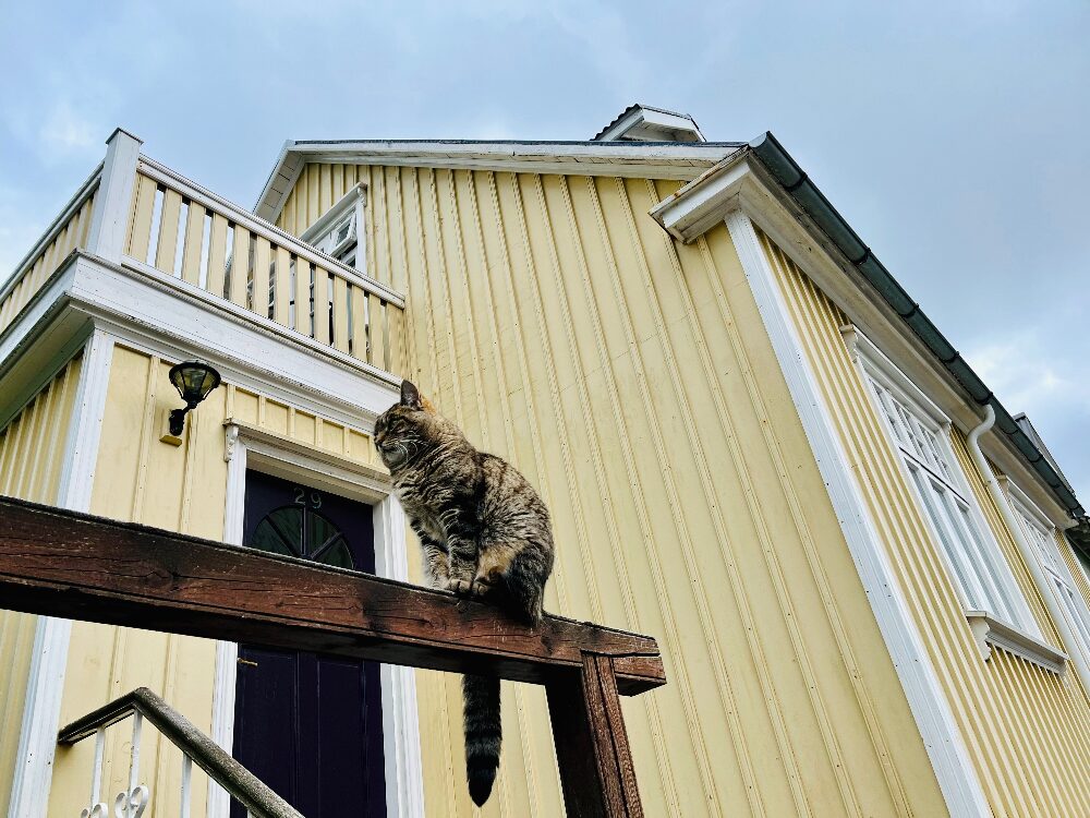 grey cat in front of a yellow house in Reykjavik