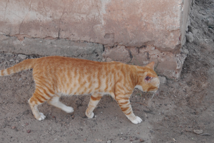 Tanji Fishing Village cats