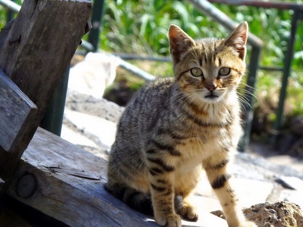 Arure La Gomera