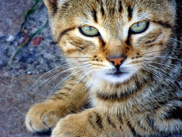 holiday destinations for cat lovers