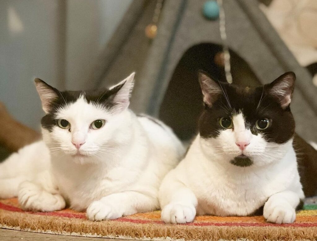 cat café in Rome