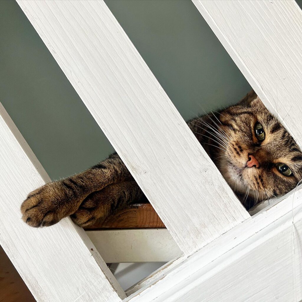cat café Rome