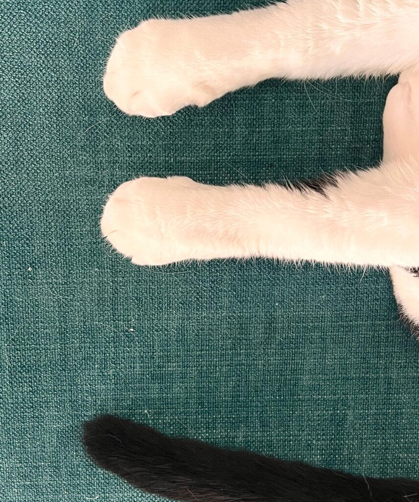 cat feet