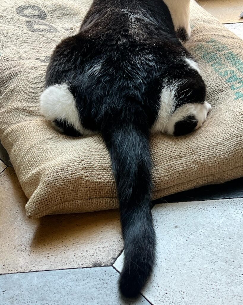 cat tail