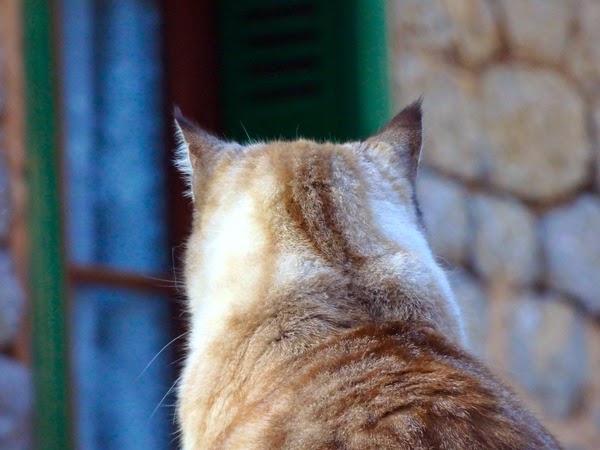 cat pictures head