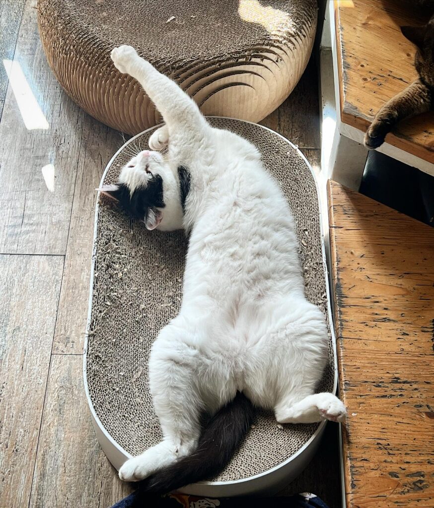 catnap
