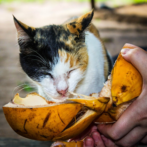 cats love coconut milk