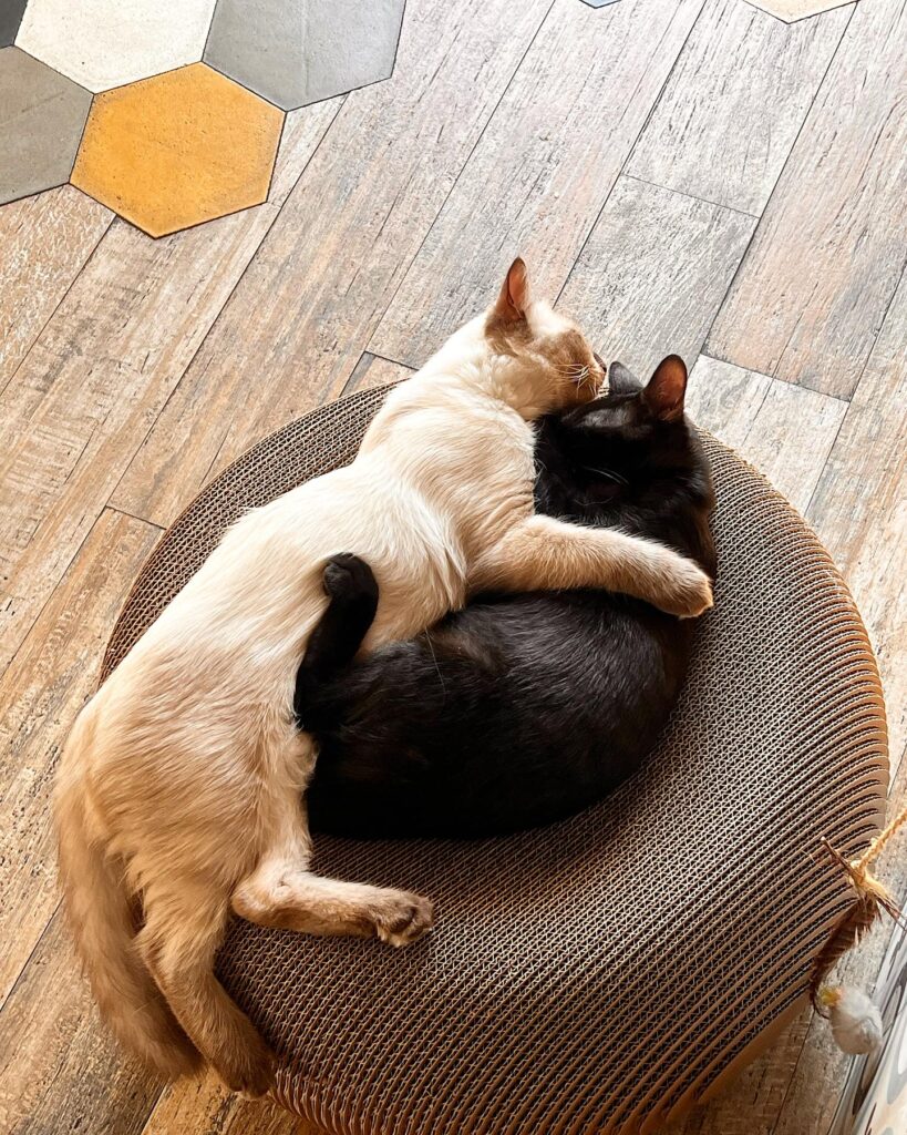 cats love Rome
