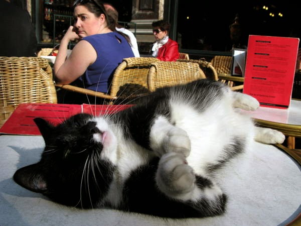 cat in a cute position